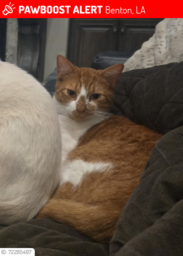 Lost Male Cat last seen Kingston Plantation neighborhood, Benton, LA 71006