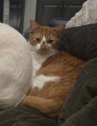 Lost Male Cat last seen Kingston Plantation neighborhood, Benton, LA 71006