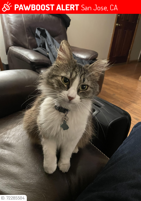 Lost Female Cat last seen Mac Duee Way, San Jose, CA 95121