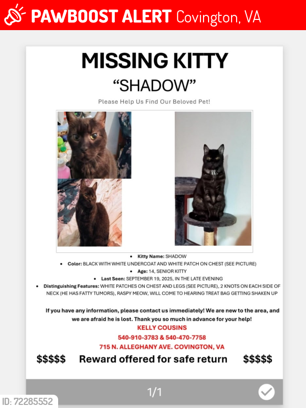 Lost Male Cat last seen McAllister memorial Presbyterian Church, Covington, VA 24426