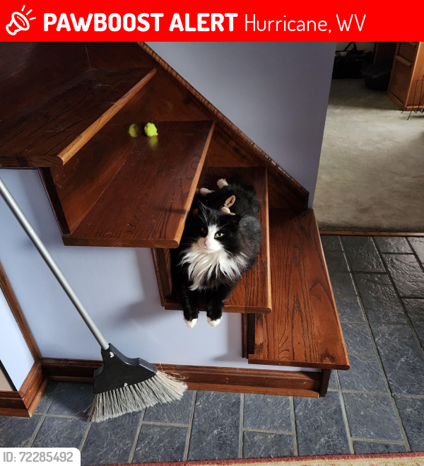 Lost Male Cat last seen Near Papa John's Pizza, Hurricane, WV 25526