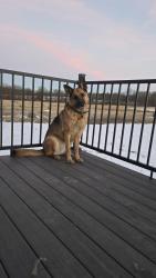 Lost Female Dog last seen Brockmen ave, Bethlehem Church , Cole Camp, MO 65325