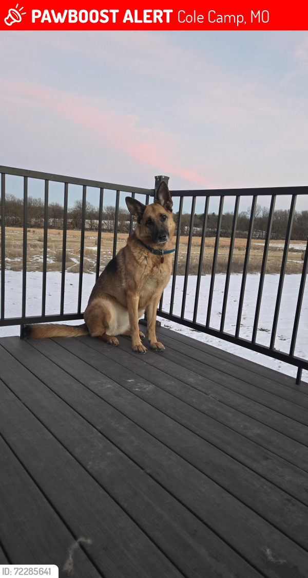 Lost Female Dog last seen Brockmen ave, Bethlehem Church , Cole Camp, MO 65325