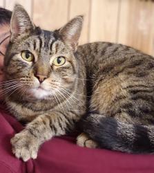 Lost Female Cat last seen Ocana and McAuley , Lakewood, CA 90713