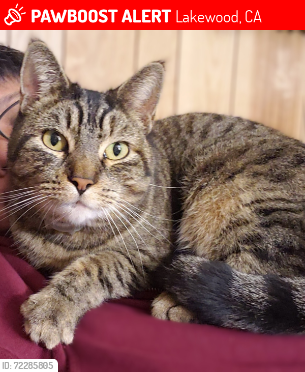 Lost Female Cat last seen Ocana and McAuley , Lakewood, CA 90713