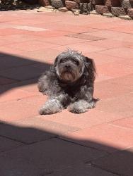 Lost Female Dog last seen Wheatland/ sunland blvd., Los Angeles, CA 91040