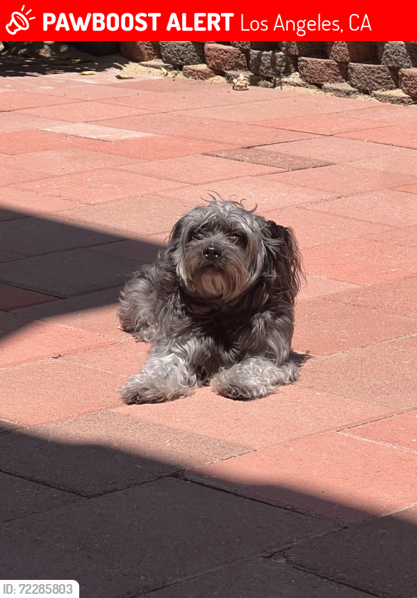 Lost Female Dog last seen Wheatland/ sunland blvd., Los Angeles, CA 91040