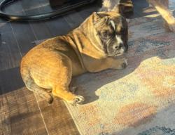 Lost Female Dog last seen commanche/lokchapee, Macon, GA 31210