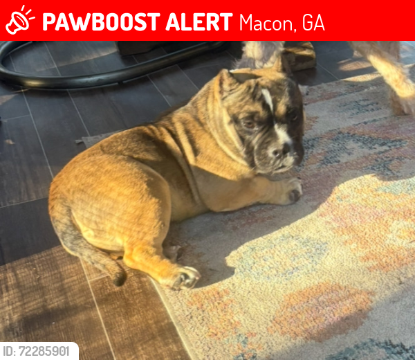 Lost Female Dog last seen commanche/lokchapee, Macon, GA 31210