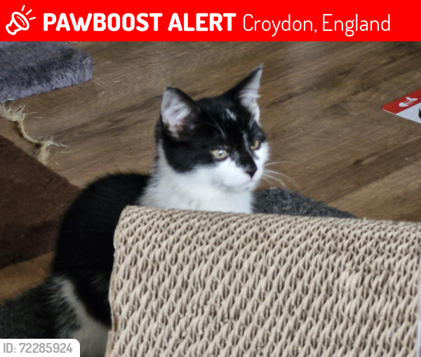 Lost Male Cat last seen Morland rd, Croydon, England 
