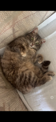 Lost Unknown Cat last seen Last seen heading south towards route 64, St. Charles, IL 60174