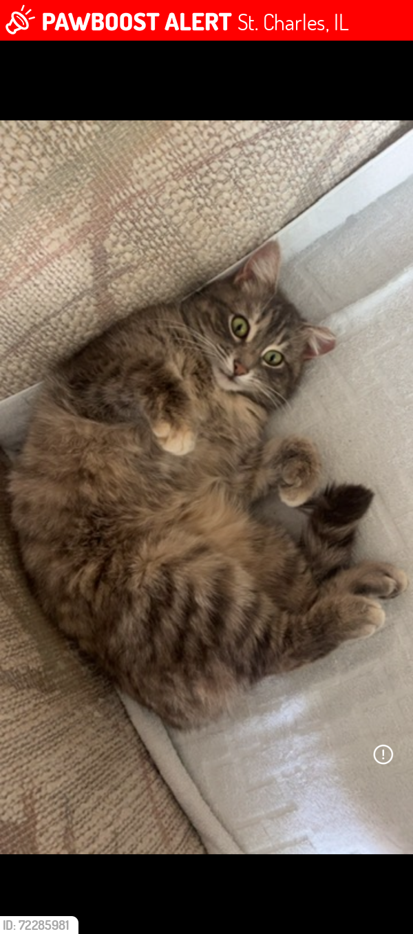 Lost Unknown Cat last seen Last seen heading south towards route 64, St. Charles, IL 60174