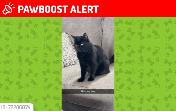 Lost Female Cat last seen Country Rd 40 and Douro Eighth Line, Peterborough, ON K9J 6Y1