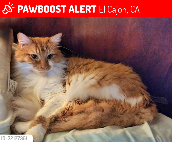 Lost Male Cat last seen Valley rim road/Siesta Calle, El Cajon, CA 92019