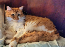 Lost Male Cat last seen Valley rim road/Siesta Calle, El Cajon, CA 92019