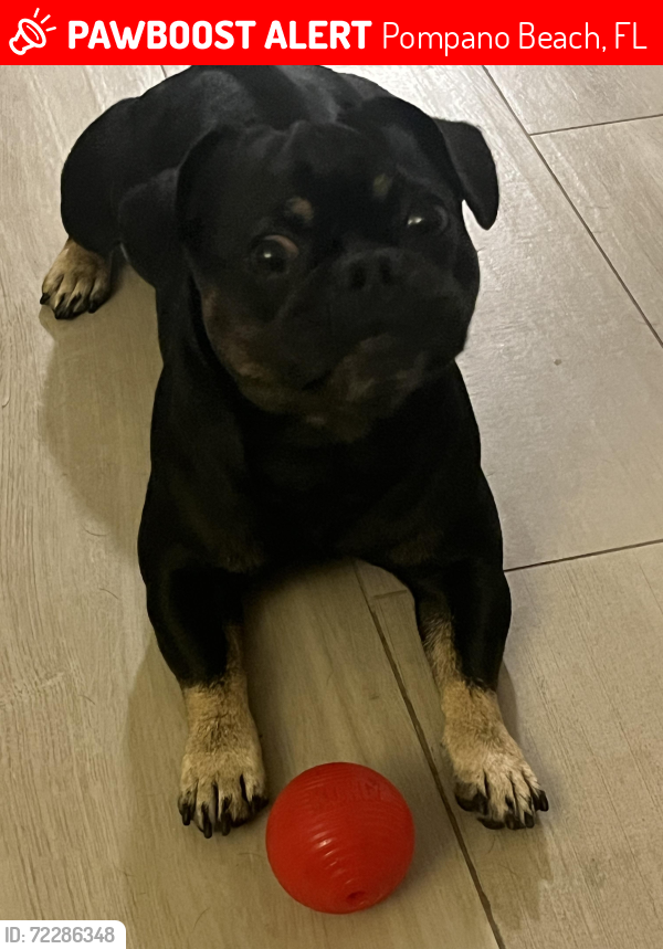 Lost Male Dog last seen Near ne 23rd Ave pompano beach, Pompano Beach, FL 33062