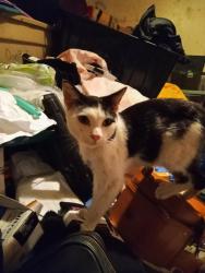 Lost Male Cat last seen Near Wildwood Springs Rd and Green Rd, Maryville, TN 37804