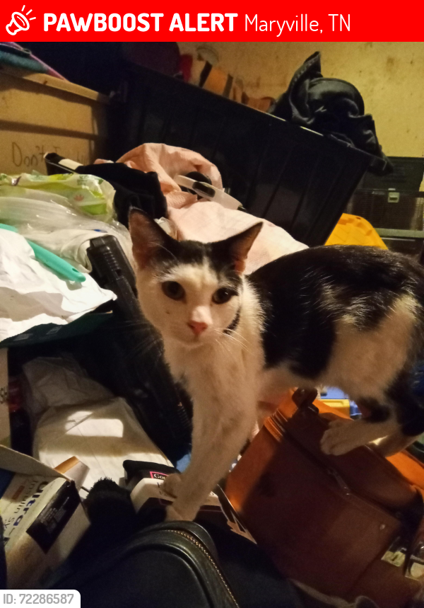 Lost Male Cat last seen Near Wildwood Springs Rd and Green Rd, Maryville, TN 37804