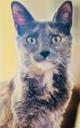 Lost Female Cat last seen Margate Blvd, E. River Dr and Nw 62 st/ Margate, FL, Margate, FL 33063
