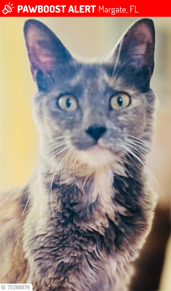 Lost Female Cat last seen Margate Blvd, E. River Dr and Nw 62 st/ Margate, FL, Margate, FL 33063