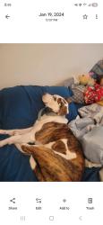 Lost Female Dog last seen Kellogg and Govenour, Wichita, KS 67207