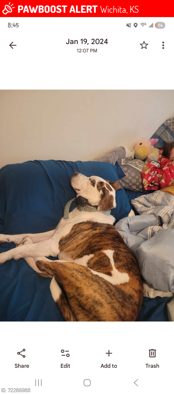Lost Female Dog last seen Kellogg and Govenour, Wichita, KS 67207