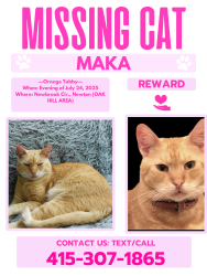 Lost Male Cat last seen Skyline Park, Newton, MA 02467