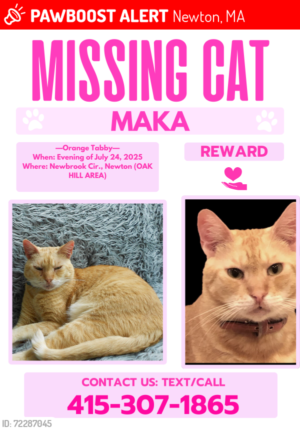Lost Male Cat last seen Skyline Park, Newton, MA 02467