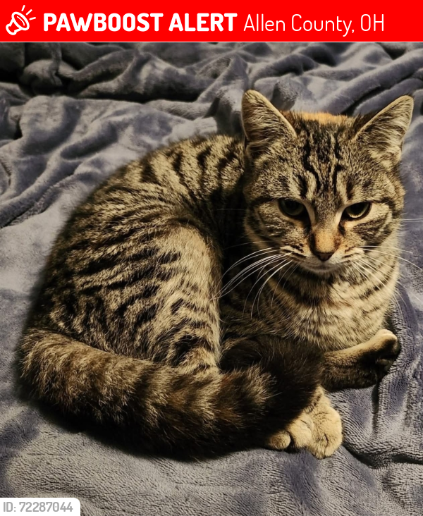 Lost Female Cat last seen Between Bloomlock Rd and Zion Church Rd.  Close to Handel Rd.  Spencerville, OH, Allen County, OH 45833