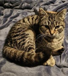 Lost Female Cat last seen Between Bloomlock Rd and Zion Church Rd.  Close to Handel Rd.  Spencerville, OH, Allen County, OH 45833