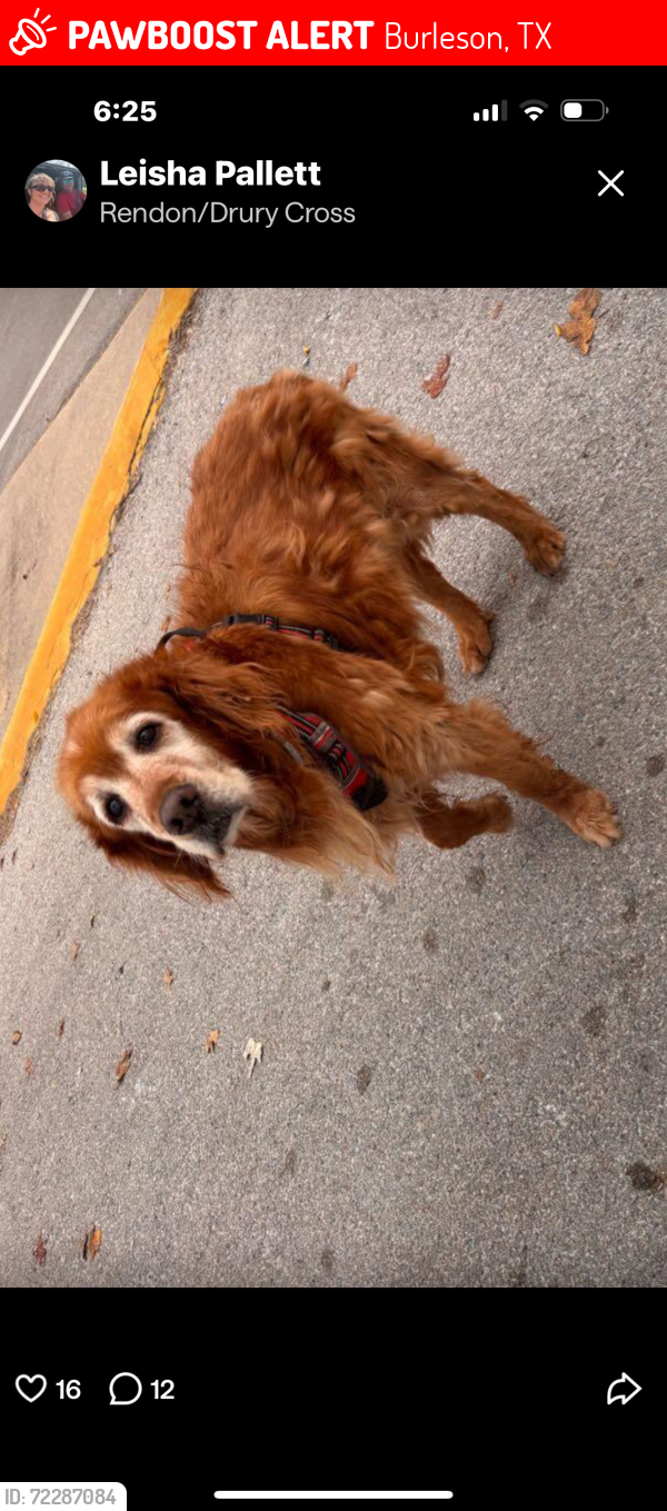 Lost Male Dog last seen Near Drury Road, Burleson Tx, Burleson, TX 76028