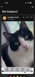 Lost Male Cat last seen by the water tower, Grand Prairie, TX 75050