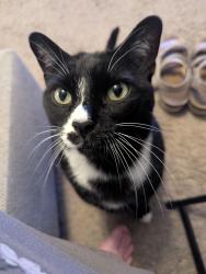 Lost Male Cat last seen Luckey Ranch park. , San Antonio, TX 78252