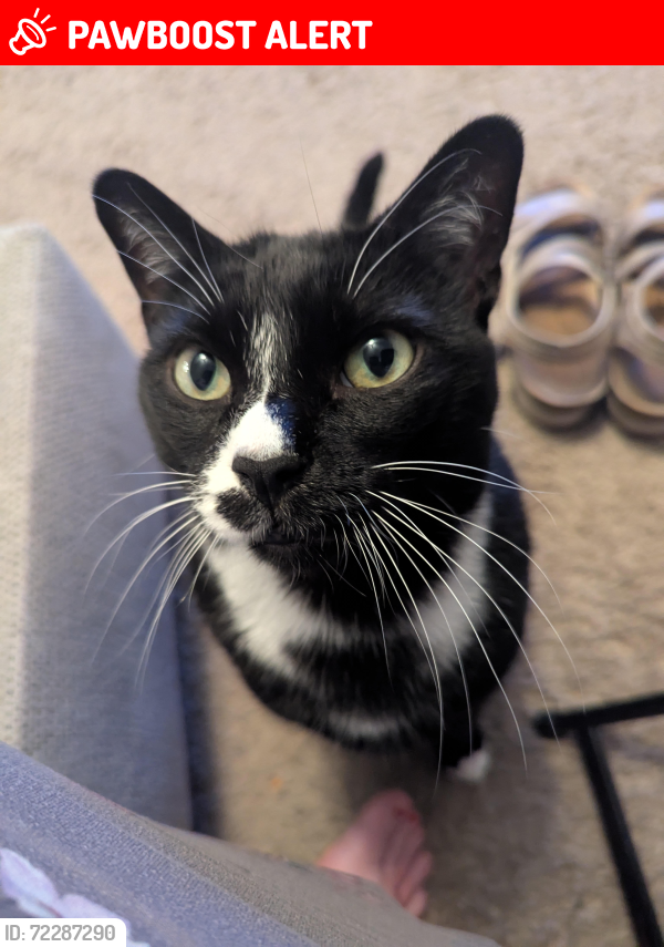 Lost Male Cat last seen Luckey Ranch park. , San Antonio, TX 78252