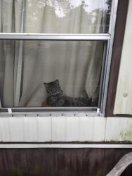 Lost Male Cat last seen Brookside Mobile s, Middletown, PA 17057