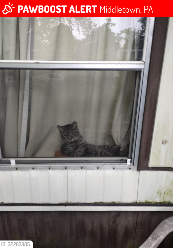 Lost Male Cat last seen Brookside Mobile s, Middletown, PA 17057
