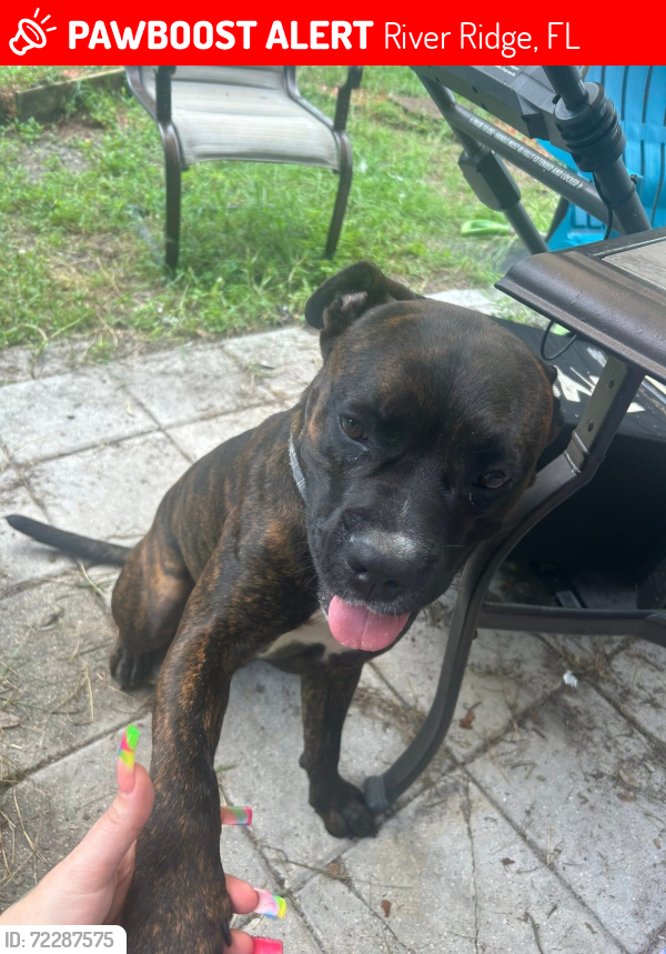 Lost Male Dog last seen Ridge rd/ Suncoast, River Ridge, FL 34654