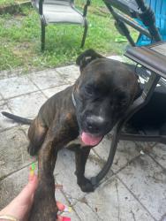 Lost Male Dog last seen Ridge rd/ Suncoast, River Ridge, FL 34654