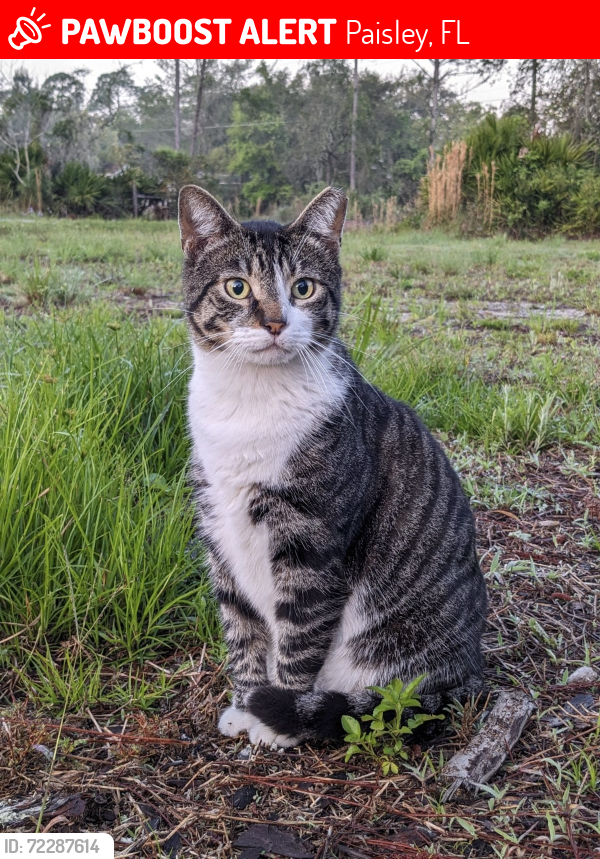 Lost Male Cat last seen Pennsylvania Ave, Georgia St, Corrine Ave, Paisley, FL 32767