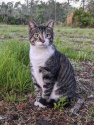 Lost Male Cat last seen Pennsylvania Ave, Georgia St, Corrine Ave, Paisley, FL 32767
