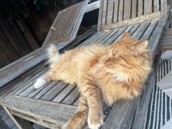 Lost Male Cat last seen Snell, San Jose, CA 95136