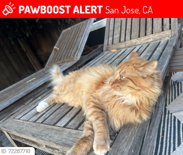 Lost Male Cat last seen Snell, San Jose, CA 95136