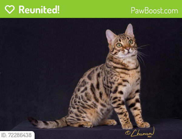 Wa Rav Cat Reunited Male Cat in SeaTac, WA 98158 (ID: 72286438) | PawBoost