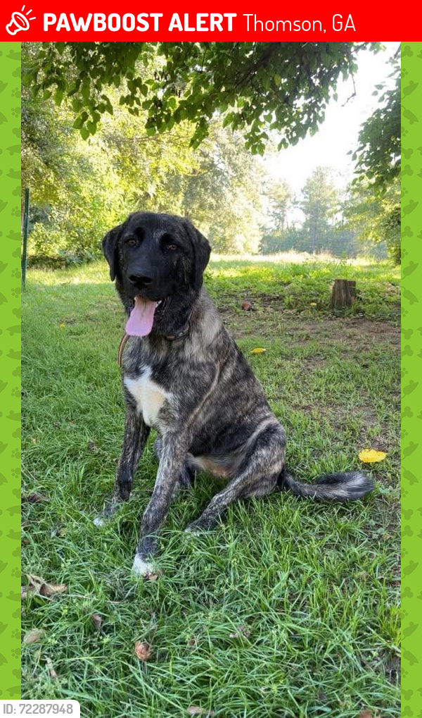 Lost Female Dog last seen Wrens Hwy, Happy Valley , Thomson, GA 30513