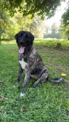 Lost Female Dog last seen Wrens Hwy, Happy Valley , Thomson, GA 30513
