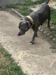 Lost Male Dog last seen Queens lane and Enchanted Hills, Nashville, TN 37207