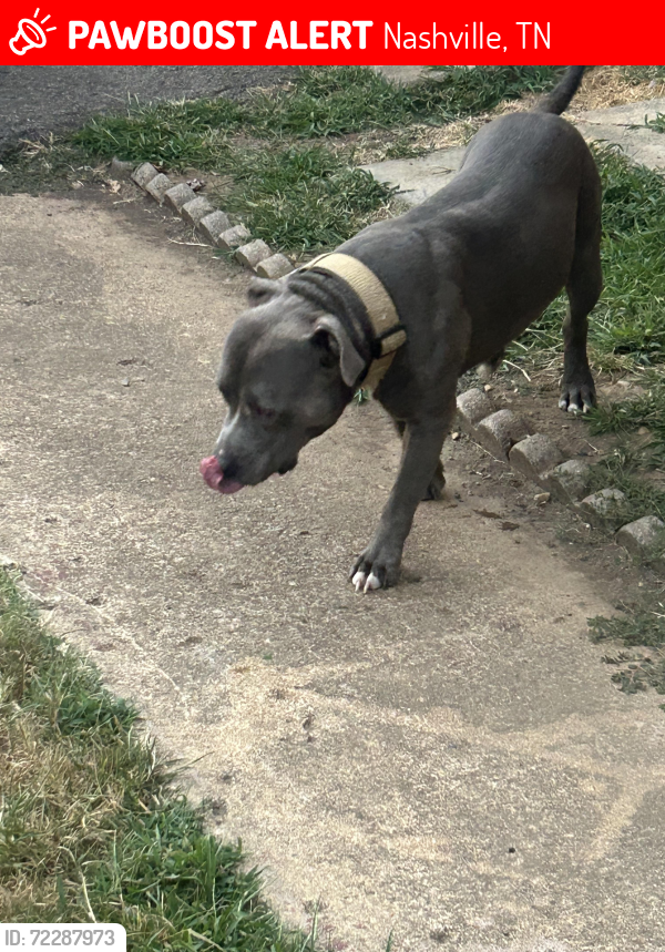 Lost Male Dog last seen Queens lane and Enchanted Hills, Nashville, TN 37207