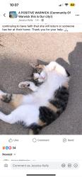 Lost Female Cat last seen St. Peter Church, Warwick, RI 02888