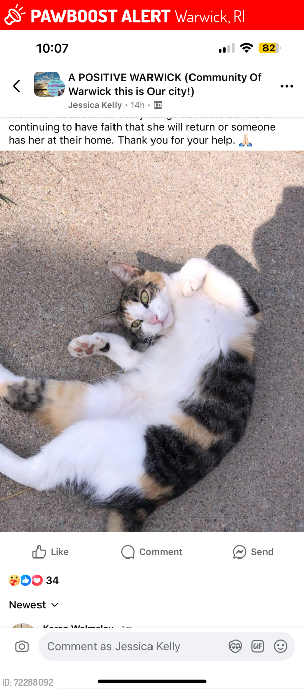 Lost Female Cat last seen St. Peter Church, Warwick, RI 02888