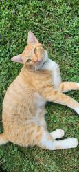 Lost Male Cat last seen Near Harvest moon in Dover, Dover, PA 17315